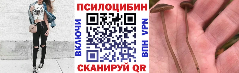 Псилоцибиновые грибы Cubensis  kraken онион  Кашира 